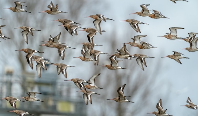 Birds flying together